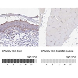 CAMSAP3 Antibody, Novus Biologicals:Antibodies:Primary Antibodies